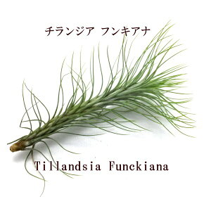 GAvc `WA tLAi(8`10cmO) GA[vc