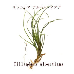 GAvc `WA AxeBAi(8cmO) GA[vc