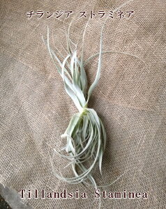 GA[vc `WA Xg~lA VbN[t (30cmO) GA[vc