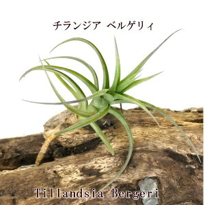 GAvc `WA xQB nCubh (10`12cmO) GA[vc