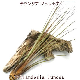楽天市場 チランジア ジュンセアの通販
