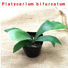 楽天市場 コウモリラン 板の通販