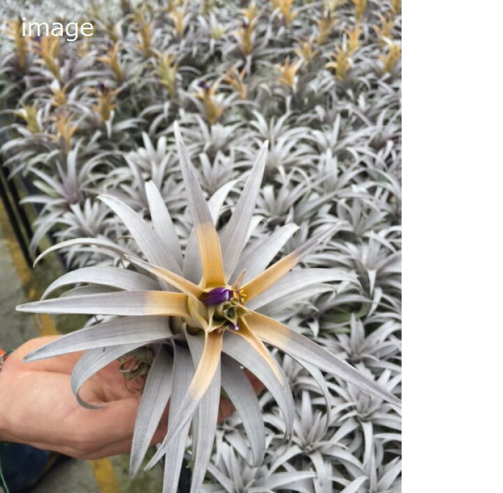 楽天市場 希少 エアープランツ チランジア カピタータ イエロースターl 15cm前後 エアープランツ Pegマーケット 楽天市場 希少 エアープランツ チランジア カピタータ イエロースターl 15cm前後 エアープランツ Pegマーケット