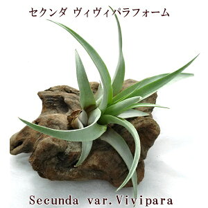 ()GAvc `WA ZN_ BBptH[(15cmO) GA[vc