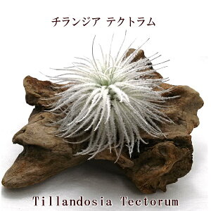 GAvc `WA eNg Li8`10cmOjGA[vc