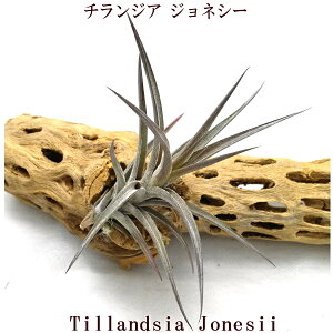 GAvc `WA WlV[ (8`10cmO) GA[vc