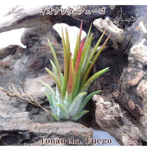 GAvc `WA CIi^ tF[S(4`5cmO) GA[vc