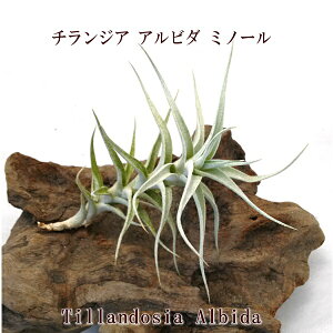 GA[c `WA Ar_ ~m[ (15cmO) GA[vc