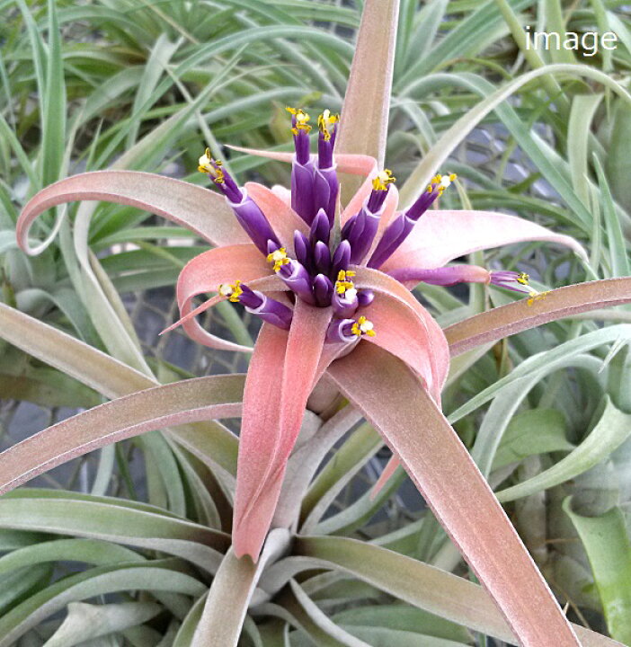 楽天市場 エアプランツ チランジア カピタータ ピーチ １０ １２ｃｍ前後 エアープランツ Pegマーケット