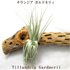 GAvc `WA Khl(15cmO) GA[vc