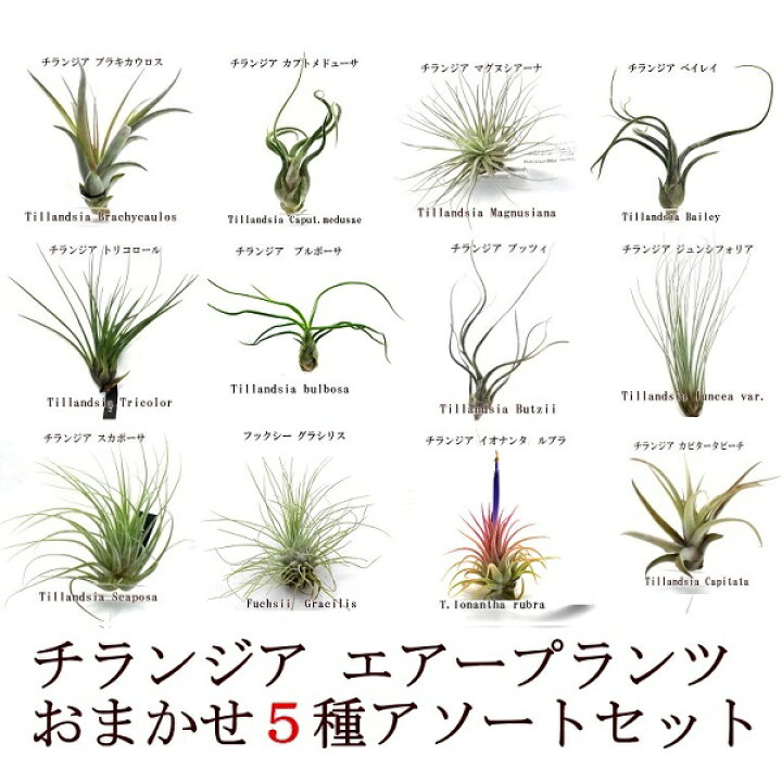楽天市場 エアプランツ チランジア レギュラーサイズ アソート５種セット サイズ約５ ２０ｃｍ エアープランツ Pegマーケット