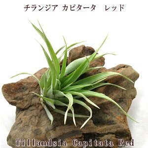 GAvc `WA Js^[^ bh (15cmO) GA[vc