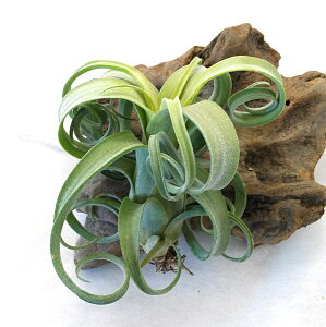 () nCubh GAvc `WA J[[XiC^[fBA×XgvgtBj15cmO GA[vc