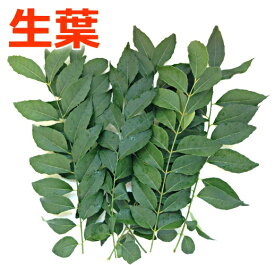 【生産者様直送】無農薬 国産 カレーリーフの葉 生葉　約250g 大容量【メール便・クリックポスト】