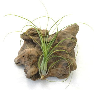 GAvc `WA orVA[i(15cmO) GA[vc