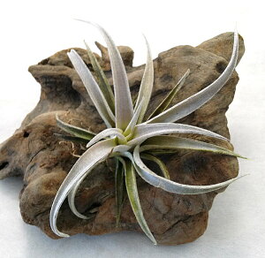 ()GAvc `WA `AyVX (12`15cmO) GA[vc