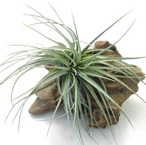 nCubh GAvc `WA RbgLfBp[v (TCY20cmO) GA[vc