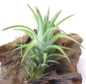 GAvc `WA CIi^ onCjM[(6cmO) GA[vc