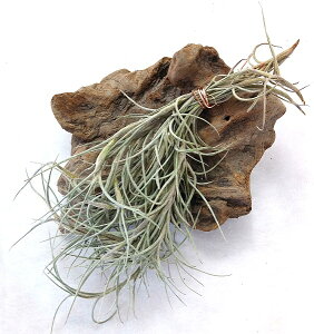 観葉植物 ウスネオイデス エアプランツの人気商品 通販 価格比較 価格 Com