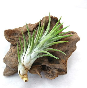 GAvc `WA CIi^ onCjM[XL(13cmO) GA[vc