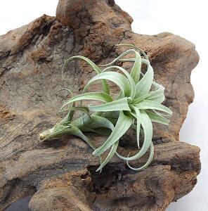 ()GA[vc `WA ii(8`10cmO) GA[vc