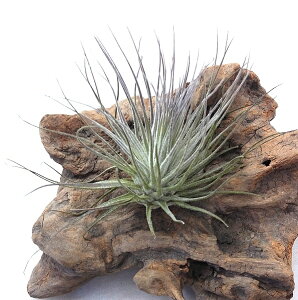 GAvc `WA }OkVA[i(10cmO) GA[vc