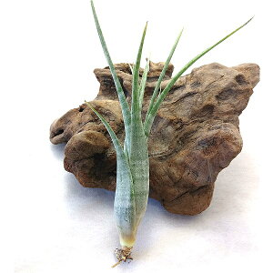 GAvc `WA tNXI[T BBptH[ 15`20cmO GA[vc