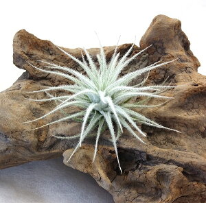 GAvc `WA eNgX[(5`7cmO) GA[vc