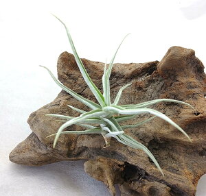 GAvc `WA CwobLB (6`8cmO) C`FobL[ GA[vc