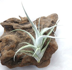 ()GA[vc `WA ~gGVX gDVX (10`15cmO) GA[vc