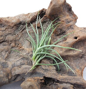 GAvc `WA No[^ Nv (8cmO) GA[vc