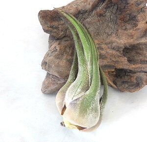 GAvc `WA ZAi(10`12cmO) GA[vc