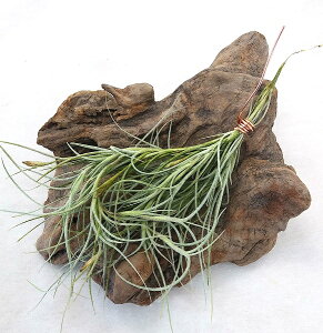 観葉植物 ウスネオイデス 観葉植物の人気商品 通販 価格比較 価格 Com 観葉植物 ウスネオイデス 観葉植物の人気商品 通販 価格比較 価格 Com