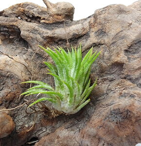 GAvc `WA CIi^ nG(6`8cmO) GA[vc