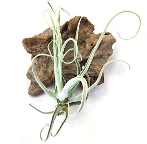 GAvc `WA XgvgJp (15`20cmO) GA[vc