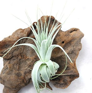 観葉植物 チランジアの人気商品 通販 価格比較 価格 Com