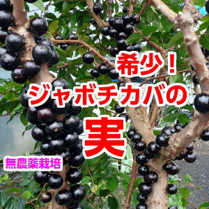 ジャボチカバの通販 価格比較 価格 Com