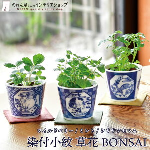 ͔|Lbg ϗtA ƒ؉ t BONSAI ETM Chx[ lR ~g VJ NTZ} S3
