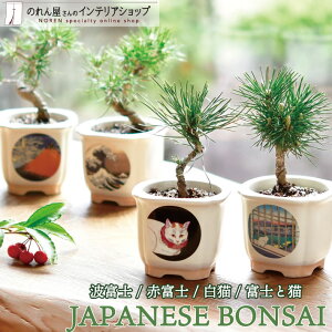 ͔|Lbg ~ ~j   a  R k JAPANESE BONSAI gxm ԕxm L xmƔL S4