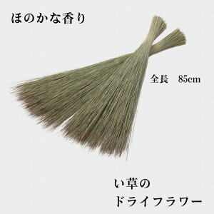  hCt[ ̍ ق̂ȍ@̍͋܂ CeA aG݁@a  ^^~    v[g Mtg ݂₰ yY 蕨  1m