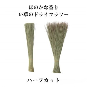  hCt[ n[tJbg ̍ ق̂ȍ@̍͋܂ CeA aG݁@a  ^^~    v[g Mtg ݂₰ yY 蕨 