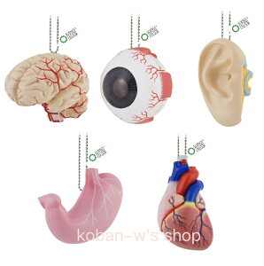 �S5�� �R���v���[�g STC ���Ȃ���炩�� �l�̉�U���̐}�� �T�C�G���X�e�N�j�J���[ �l�̉�U ���̐}�� �] �� �� �� �S�� �͌^ �l�̖͌^ �K�`�� �K�`���K�`�� �t�B�M���A