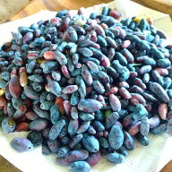 【KIMONO FRUITS】冷凍ハスカップ（カナダ産） 500g カナダ産ハスカップを、真空冷凍加工しました。
