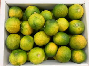 @Y@|k@Cii󂠂jL`3LTCY@500g/܁@ԕisł肢v܂Byō݁zP~SHOW@P~V[