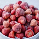 【KIMONO FRUITS】訳あり　B品　冷凍いちご国産　1000g　（徳島産）冷凍ストロベリー（国産）　徳島産　大粒いちご（B…