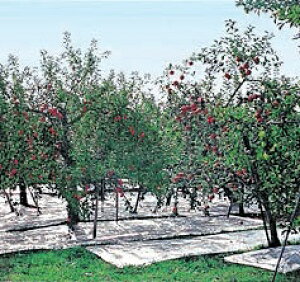 ̓A~˃NXV[giLEj1.5mX50m ( 傤傭A~͂񂵂 )