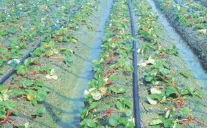 �X�~�T���X�CM 200m ( ���{�_�ƃV�X�e�� �_�� ���| �ƒ� �؉� �K�[�f�j���O ����� ���� �� �`���[�u ��� �ʍ� �t�� �ԙ� �앨 �͔| �n�E�X �� )