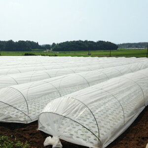 EhN[ Ռ25 210cmX100m (_Ɨp Ռ V[g _ _Ǝ  d ObY XCJ gl | |pi  K[fjOpi ͔| c hV[g  ՔMV