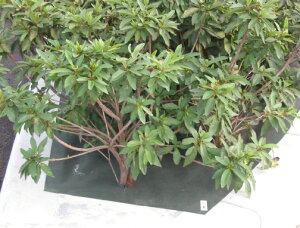 hKOMAV[g@KOMA150@O[ 1.1m×50m(hV[g Gh~V[g GV[g  G΍ _Ǝ h~V[g _Ɨp  K[fjO |  ƒ؉ |pi _Ɨp