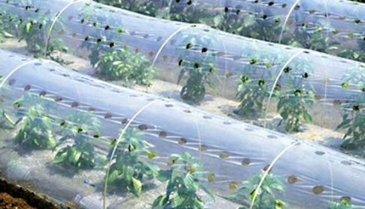 市場 農ポリ ガーデン 透明 ３本セット ビニールハウス マルチ 園芸道具 園芸用具 マルチシート 透明マルチ 厚さ0.03mm×幅210cm×長さ100m  農業用資材